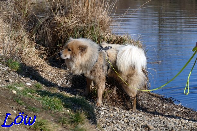 12.2.2022 - Wasserhund Dante